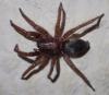 Scotophaeus sp.
